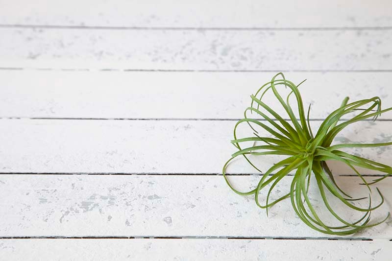 ASS-WDB7 ����ӡ��ܡ��ɡ�6����