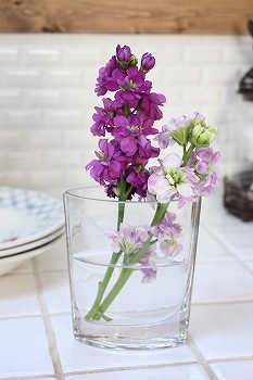 Z-GL10 �ͥ��ܣ֣���