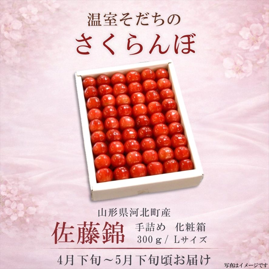 まらぎ　サンシャインレッド2k箱(3~5房入)【正味1.5k以上】常温 果物・野菜,温室さくらんぼ,温室さくらんぼ（佐藤錦） | チェリー