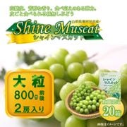 ぶどう,シャインマスカット（10月お届け） | チェリーランドさがえ