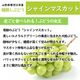 〈9月お届け〉シャインマスカット（1房600g前後）箱【KB-02】