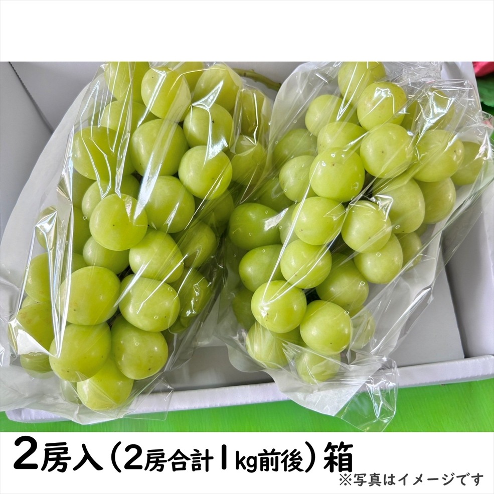 〈9月お届け〉シャインマスカット（2房1kg以上）箱【KB-03】