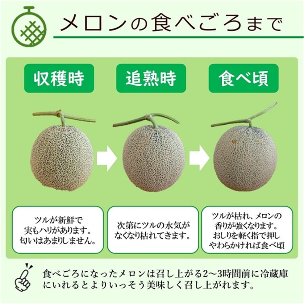 庄内砂丘メロン「アンデスメロン」 4Lサイズ 1玉入箱（青肉・つる付