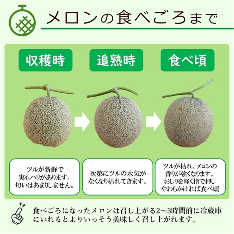 庄内砂丘メロン「アンデスメロン」 4Lサイズ 2玉入箱（青肉・つる付