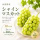 シャインマスカット大粒（１房800g前後 × ２房）箱（10月上旬～下旬頃お届け）【G-02】