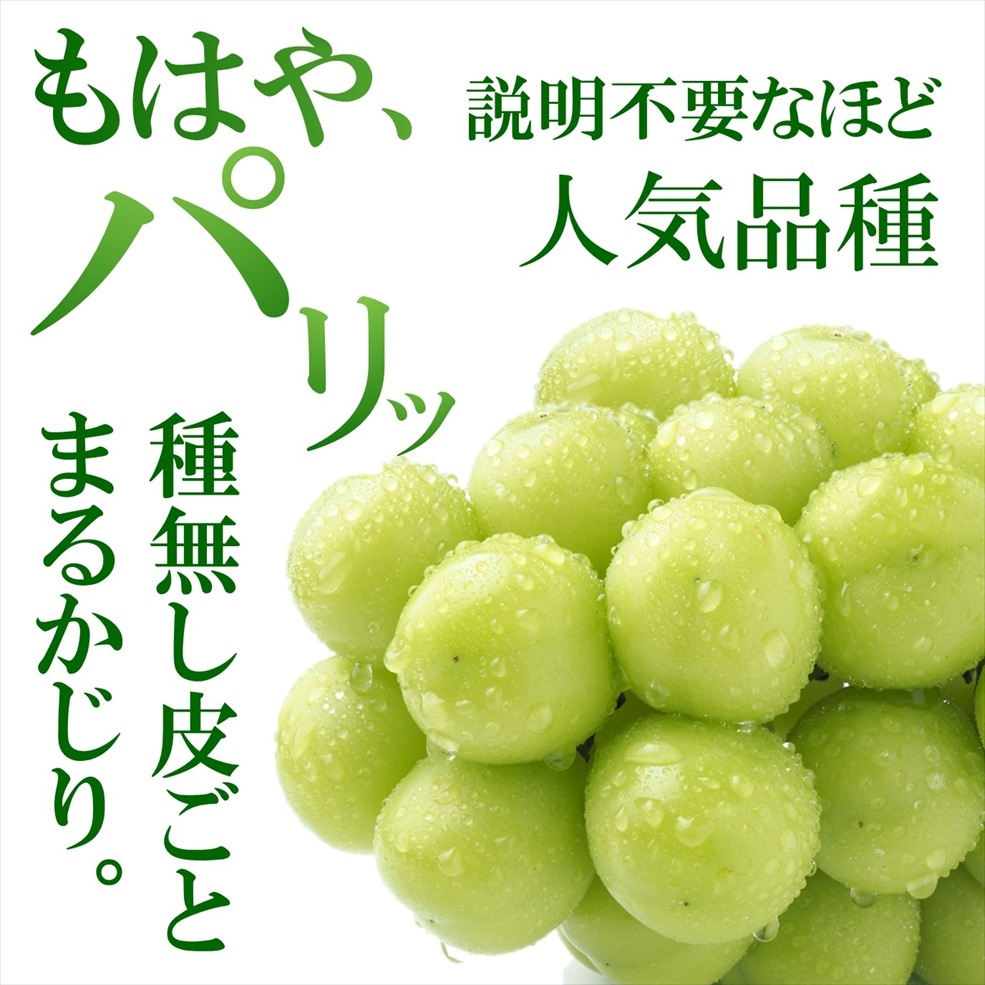 シャインマスカット大粒 1房（800g前後）入箱（10月上旬～下旬頃お届け）【G-01】