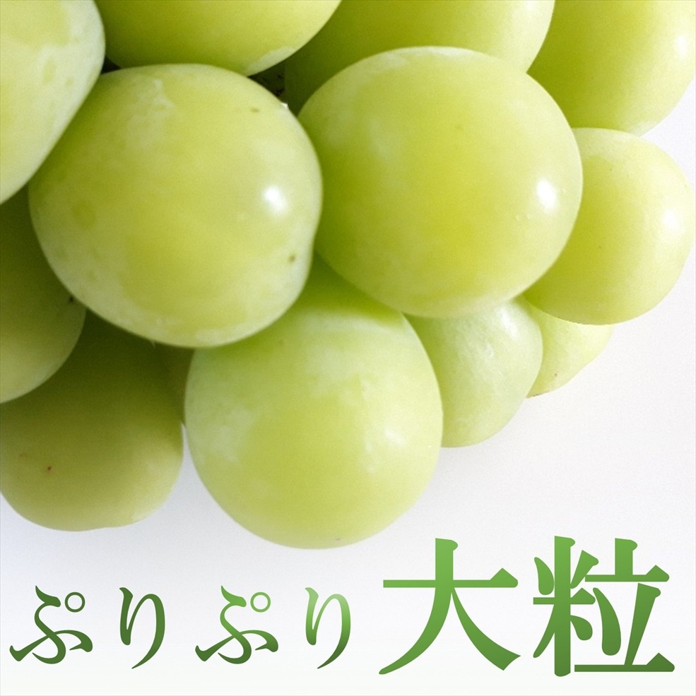 シャインマスカット大粒 1房（800g前後）入箱（10月上旬～下旬頃お届け）【G-01】