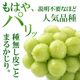 シャインマスカット大粒 1房（800g前後）入箱（10月上旬～下旬頃お届け）【G-01】