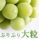 シャインマスカット大粒 1房（800g前後）入箱（10月上旬～下旬頃お届け）【G-01】