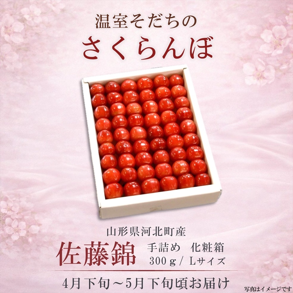 温室さくらんぼ 佐藤錦 300g 手詰化粧箱 Lサイズ〈送料込み〉【OS-01