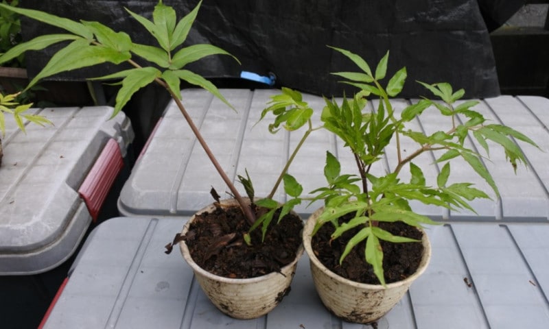 【ここにしかない！】箱根山人参の苗2鉢・種約100粒（3,000円）＋送料1,000円　免疫力アップ！　別名：日向当帰・日本山人参・神の草