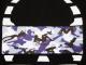 Skull camouflage��Black��Blue