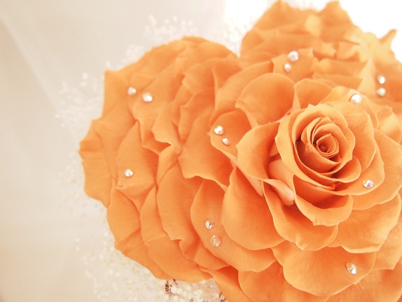 ꥢ֡ʥϡȡץꥳåȡ