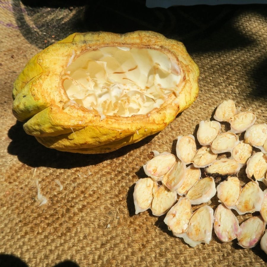 ホワイトカカオガトーショコラ~幻のカカオ~