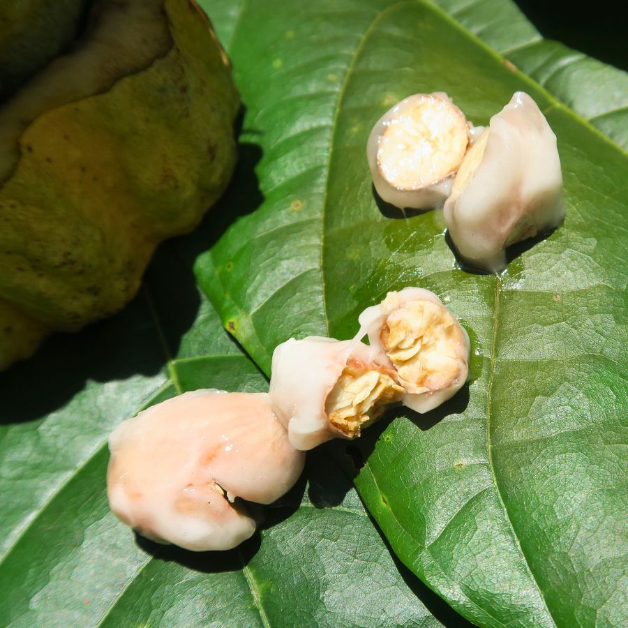 ホワイトカカオガトーショコラ~幻のカカオ~