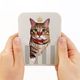 TOKYO CROWN CAT �Ȥ�Τ��ߤ��� �����ȥ饤�ס� �� �����ǥ� �ڥ᡼���