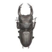 αƷ      82ڥĸҥ֥꡼ɸΡ25ǯ