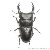 ǽ٣Ƿ      85.5mm ñʡĸҥ֥꡼ɸΡ25ǯch25-52-173