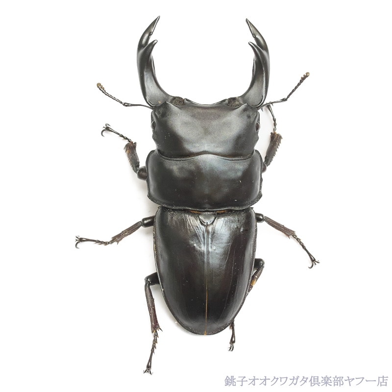 能勢YG血統 85.5mm オス単品 銚子オオブリード個体 25年羽化