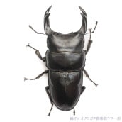 ǽ٣Ƿ      85.5ñʡĸҥ֥꡼ɸΡ25ǯ ch25-32-131