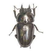 ǽ٣Ƿ      58.0ñʡĸҥ֥꡼ɸΡ25ǯ ch25-2403-8