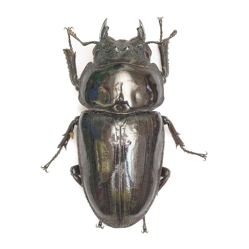 オオクワガタ 標本 死虫 能勢YG血統 脅威の88.8ミリ！ オオクワガタ 標本 死虫 能勢YG血統 脅威の88.8ミリ！