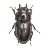 ǽ٣Ƿ      53.8 ᥹ñʡĸҥ֥꡼ɸΡ25ǯ ch25-52-160