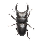 ǽ٣Ƿ塞      83.4ñʡĸҥ֥꡼ɸΡ25ǯ ch25-2410-118