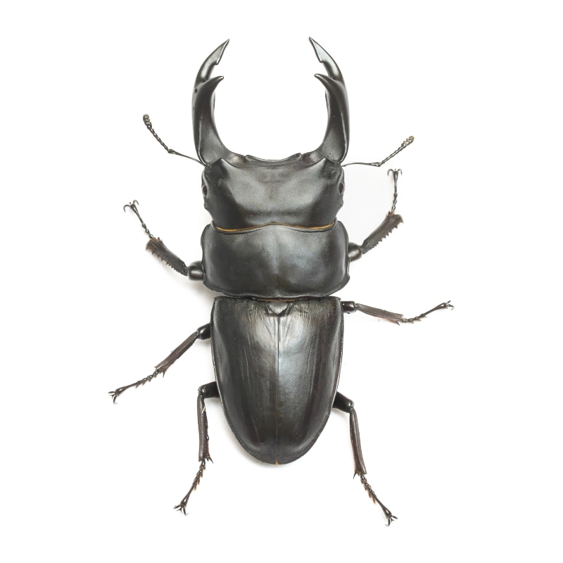 オオクワガタ 標本 死虫 能勢YG血統 脅威の88.8ミリ！ オオクワガタ 標本 死虫 能勢YG血統 脅威の88.8ミリ