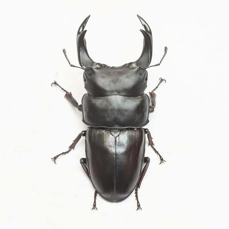 ǽ٣Ƿ塞      85.0ñʡĸҥ֥꡼ɸΡ25ǯch25-52-206