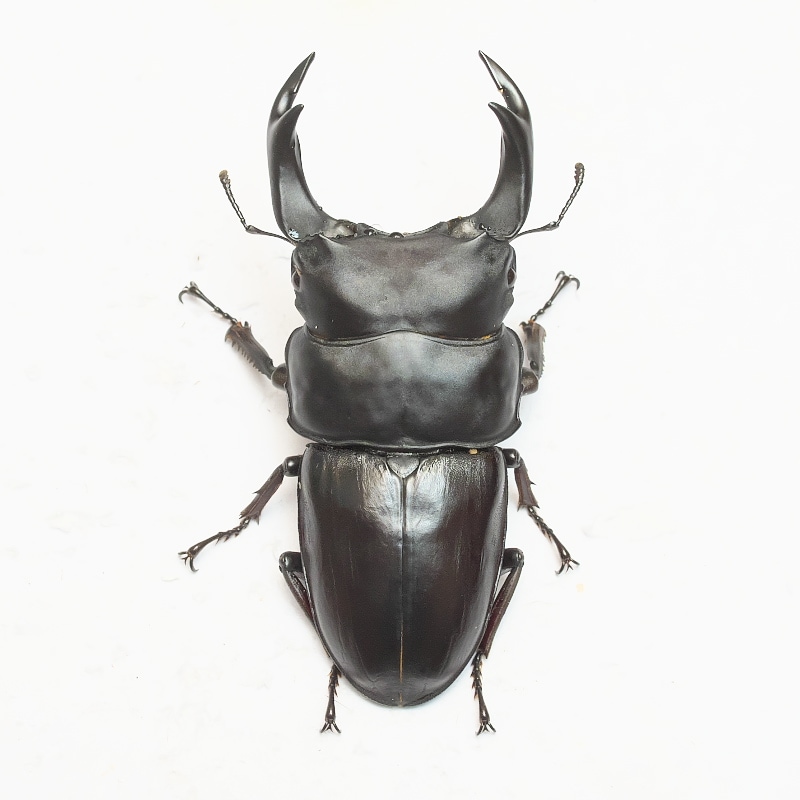 オオクワガタ89.5mm 能勢産　YG血統 昆虫標本用として 楽天市場】特大血統【DDA】能勢産オオクワガタ(能勢YG) 成虫