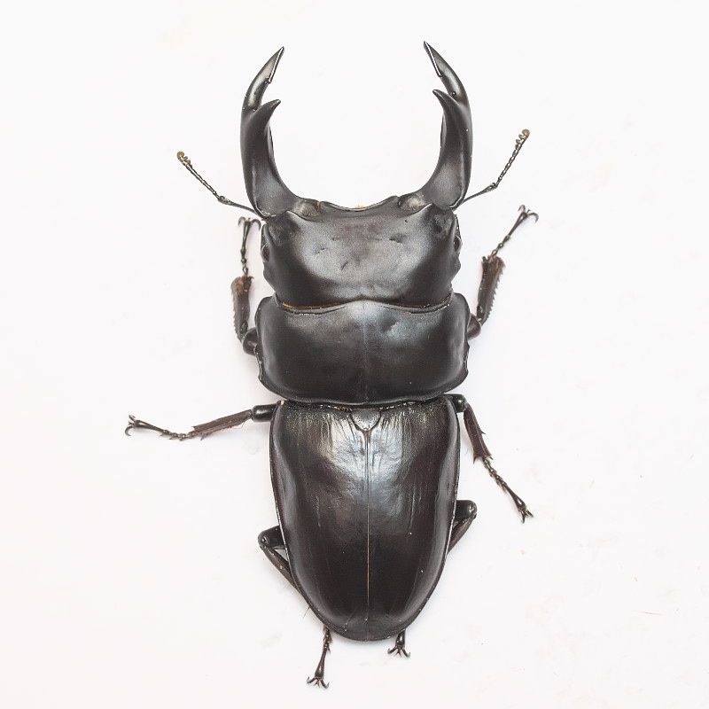 ǽ٣Ƿ塞      84.0ñʡĸҥ֥꡼ɸΡ25ǯ ch25-52-212