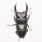 ǽ���٣Ƿ����������塞��      84.0����������ñ�ʡ���ĸ�ҥ����֥꡼�ɸ��Ρ�25ǯ���� ch25-52-212