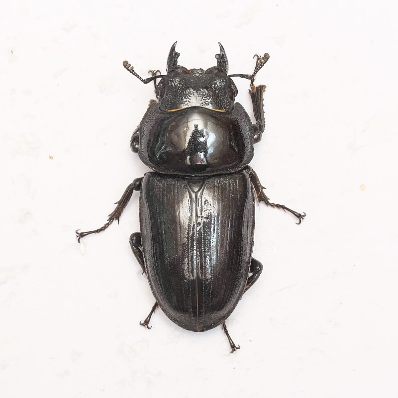 能勢YG血統オオクワガタ 53.0 mm メス単品 銚子オオブリード