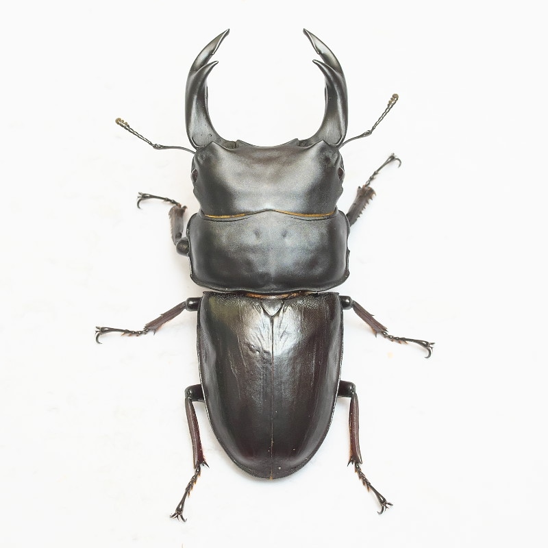 ǽ٣Ƿ塞      85.0ñʡĸҥ֥꡼ɸΡ25ǯ ch25-22-99