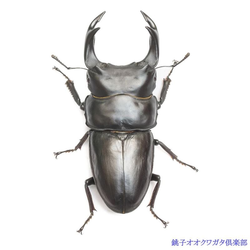 ǽ���٣Ƿ��� 87.3���� ����ñ�� ĸ�ҥ����֥꡼�ɸ��� 25ǯ���� ch25-32-133