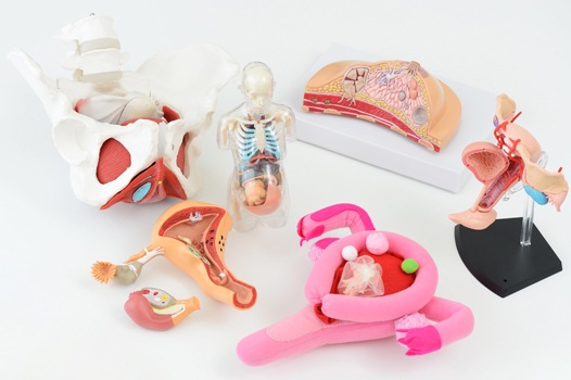 セラピスト（2017年8月号）　ドイツ自然療法の聖母ヒルデガルトと現代の薬草魔女たち