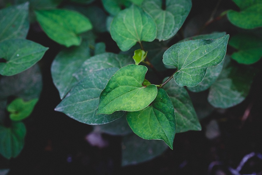 KENSOハーブウォーターどくだみ【200ml】