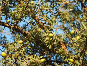 ナイアード アルガンオイル(30ml)