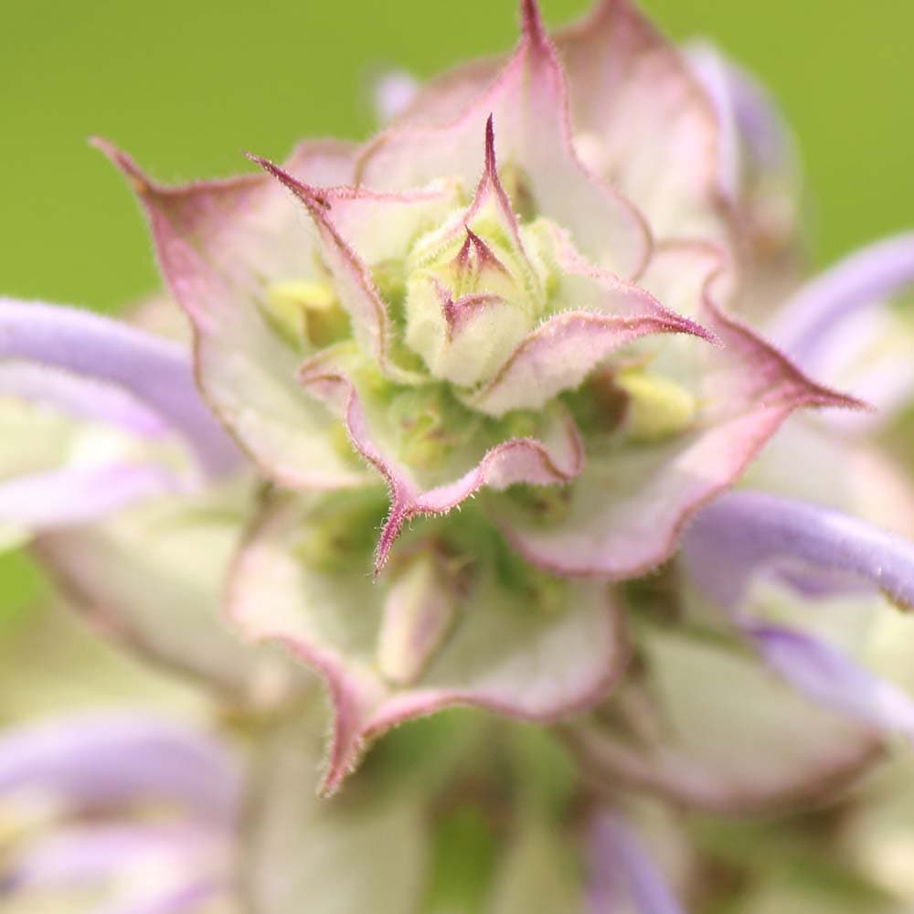 フレーバーライフ クラリセージ 10ml