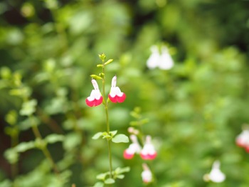 レスキュージェルキット（レシピ付き）