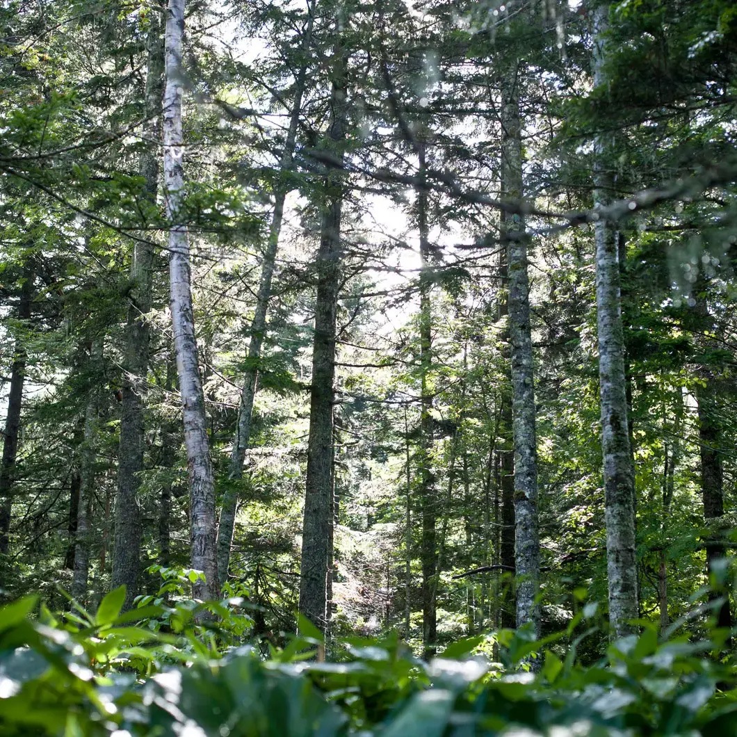 ナルーク バスミルク | 一般・非会員の方,フプの森 | | 国際クレイ