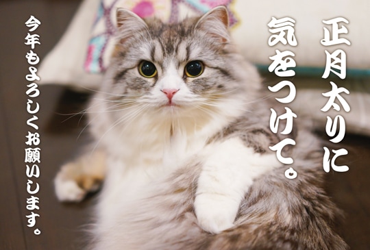 ポストカード 年賀状 年末状 動物 人物 猫 Ga1009 年賀状 年末状 動物 人物 動物 キンコーズポストカード