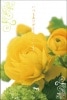 ポストカード　サンキューカード 植物　花　［BB2034］