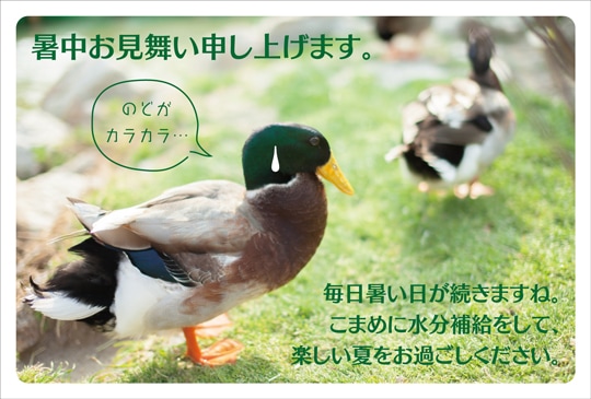 �ݥ��ȥ����ɡ����渫�񤤡�ưʪ&��ʪ���ޥ��⡡��KA1009��