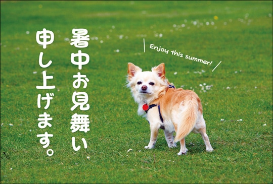 ポストカード 暑中見舞い 動物 人物 犬 Ka1012 暑中見舞い 動物 人物 キンコーズポストカード