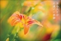 ポストカード　サンキューカード　植物　ユリ　［BB1052］