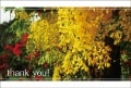 ポストカード　サンキューカード　植物　花　［BB1056］