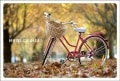 ポストカード　来店促進　バラエティ　自転車　秋　［CC1043］