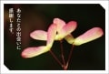 ポストカード　サンキューカード　植物　もみじの種　［BB1058］